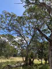 Eucalyptus melliodora
