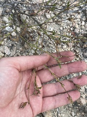 Stylosanthes viscosa