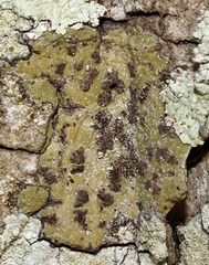 Bathelium carolinianum