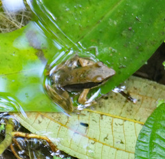 Lithobates warszewitschii