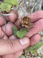 Gossypium davidsonii