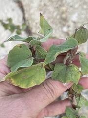 Gossypium davidsonii