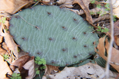 Opuntia cespitosa