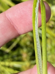 Juncus vaginatus