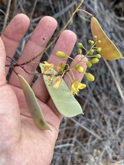 Erythrostemon pannosus