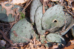 Opuntia cespitosa