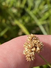 Juncus vaginatus