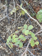 Erythrostemon pannosus