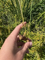 Juncus vaginatus