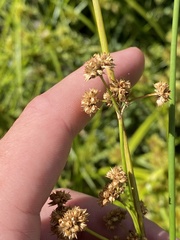 Juncus vaginatus