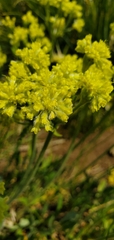 Eriogonum flavum