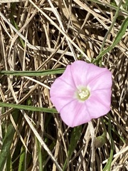 Convolvulus angustissimus