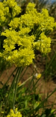 Eriogonum flavum