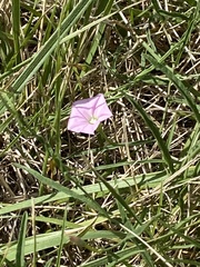 Convolvulus angustissimus