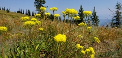 Eriogonum flavum