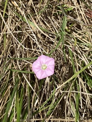 Convolvulus angustissimus