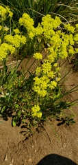 Eriogonum flavum