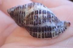 Acanthinucella spirata