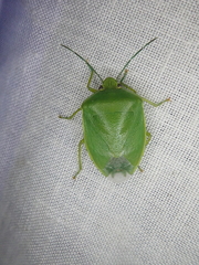Glaucias