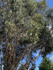 Eucalyptus globulus bicostata