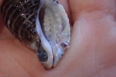 Acanthinucella spirata