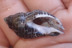 Acanthinucella spirata