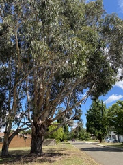 Eucalyptus globulus bicostata