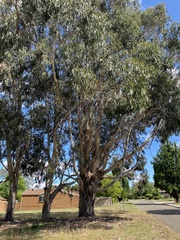 Eucalyptus globulus bicostata