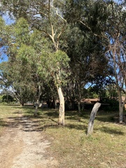 Eucalyptus mannifera