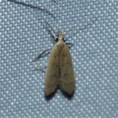 Dichomeris punctidiscellus