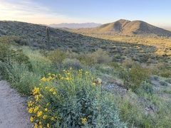 Encelia farinosa