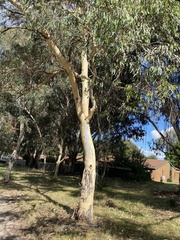 Eucalyptus mannifera