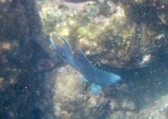 Microspathodon dorsalis