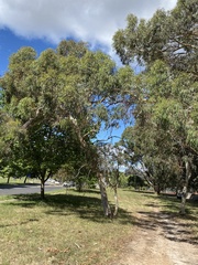 Eucalyptus mannifera