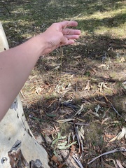 Austrostipa bigeniculata