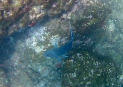 Microspathodon dorsalis