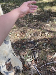 Austrostipa bigeniculata