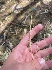 Austrostipa bigeniculata