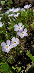 Phlox diffusa