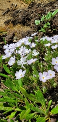Phlox diffusa