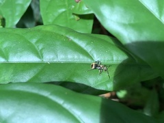 Polyrhachis illaudata