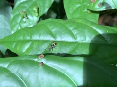 Polyrhachis illaudata