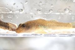 Rhinogobius flumineus