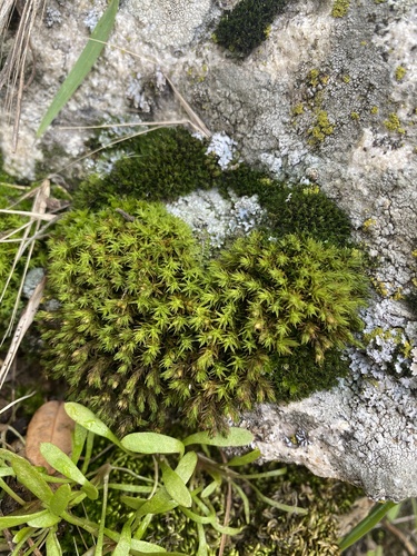 Lewinskya rupestris