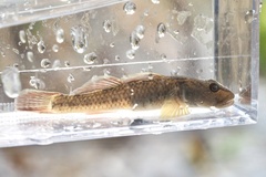 Rhinogobius flumineus
