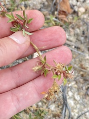 Stylosanthes viscosa