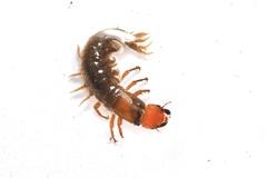 Protohermes grandis