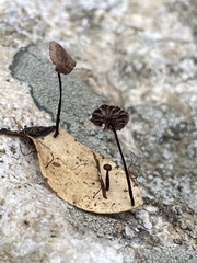 Collybiopsis quercophila