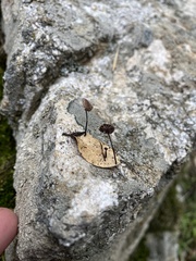 Collybiopsis quercophila