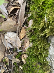 Collybiopsis quercophila